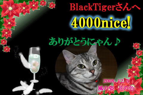 4000nice to blacktiger.jpg